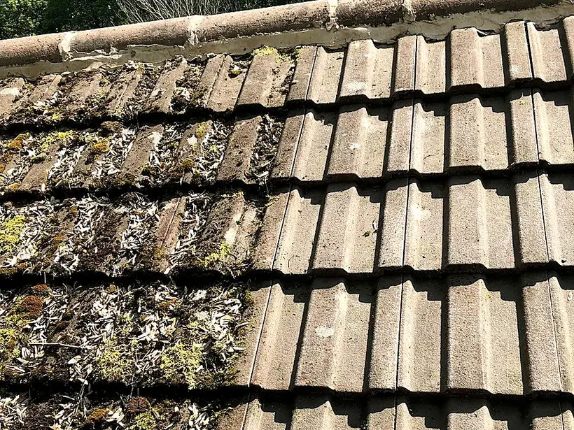 Moss Removal